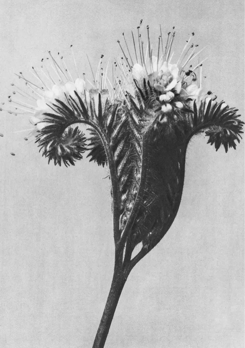 About Black and white photography close up of a flower.