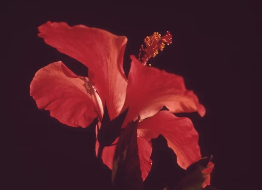 About Photography close up of a red flower.